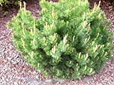 25 MUGO pino mugo arbusto sempreverde Pinus pumilio Seeds + Gift & Comb S/H