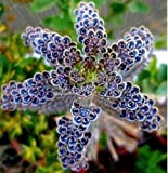 25 Rare Semi blu scuro Kalanchoe succulente della casa del fiore esotico pianta da giardino