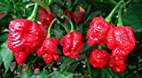 25 Scorpion Moruga Red Hot Pepper Seeds, Premium agricoltura biologica