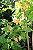 25 Selezionare Agoltura Biologica Peach Bhut Jolokia Hot Pepper Seeds-W 059