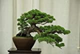 25 semi cinesi Ginepro, Juniperus Chinensis, Bonsai