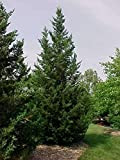 25 semi di BM66 cinese Ginepro Juniperus Chinensis