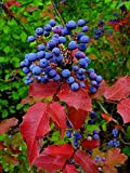 25 semi - Mahonia aquifolium"Oregon Agrifoglio Uva, Elevato Oregon uva"
