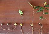 25 semi - Seed Bay foglio della pianta aKa Sweet Bay, alloro, True Laurell, Laurus nobilis