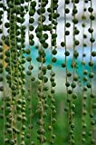 25 String of Pearl semi esotici Pianta grassa Rare Cactus giardino della casa al coperto