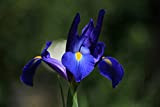 25 X Iris Olandese Blue Magic - Iris Blue Magic - Bulbi Alta Qualità (25)