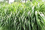 250 Graines Pennisetum purpureum, Elephant grass, Uganda grass seeds