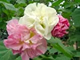3 colori cambiano rosa confederata - Hibiscus mutabilis - 30 semi - albero di cotone