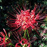 3 Pezzi Di Bulbi Di Lycoris Red Spider Lily Flower Ottima Scelta Per La Decorazione Domestica Crea Un Paesaggio Artistico ...