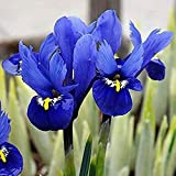 3 Pezzi Iris Bulbi Incredibili Fiori Di Iris Blu Riproducono La Bellezza Delle Lampadine A Fioritura Primaverile Del Balcone Di ...