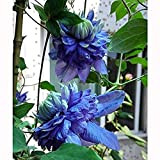 3 pezzi nuove varietà lampadine clematide a luce blu attraente tipo compatto fiore azzurro perenne piante rampicanti giardino in vaso ...