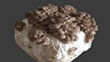 3 Pezzi Pane di Fungo Funghi Cardoncelli della Puglia da 3 kg più cacciate con micelio Pleurotus Eryngii della Murgia