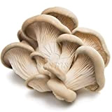 3 Pz di Funghi Cardoncelli per la produzione del Fungo Cardoncello Pleurotus Eryngii fatto in casa, pane balletta per coltivazione ...