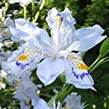 3 Rizomi di Iris Japonica