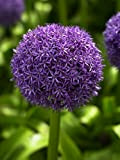 3 X Allium Globemaster - Allium - aglio ornamentale - Calibro Superiore
