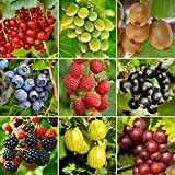3 x Piante da Frutto | Coltiva la Tua Frutta | Piante da Esterno Pronte Per Il Giardino