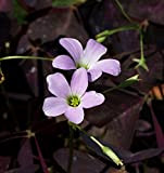 30 Bulbi di Oxalis triangularis - Trifoglio bordeaux scuro - Fiore rosa e bianco (30)