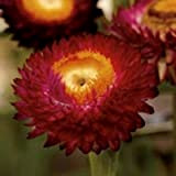 30+ Crimson Red Elicriso Helichrysum/Re-semina semi di fiore annuali