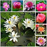 30 pezzi mix semi di loto alto tasso di germinazione ninfea fiore casa giardino decorazione cortile perenne acqua acquatica caratteristiche ...