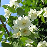 30 pezzi Semi di gelsomino Fiore rampicante perenne Per piantare in interni all'aperto Bellissimi fiori decorano il cortile del giardino ...