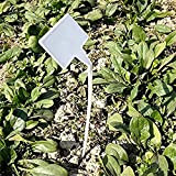 30 Pz impermeabile etichette per piante in plastica riutilizzabile House tipo semenzaio giardino etichette tag marcatori, Wihte Curved T-Type