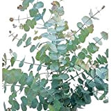 30 + Semi, eucalipto (Eucalyptus cinerea) Seeds"Silver Dollar"
