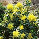 (30 semi) Mahonia Aquifolium/Oregon uva/blu Crespino/Berberia aquifolium/Oregon Grapeholly/Holly-foglie Barbarry