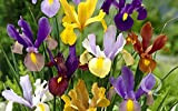 30 X Iris Olandese Mix - Iris Misti - Bulbi Di Alta Qualità (30)