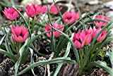 30 X Tulipa Litlle Beauty - Tulipani Botanici Little Beauty - Bulbi Di Alta Qualità (30)