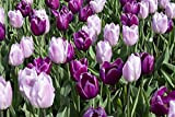 30 X Tulipa Purple & Rose Mix - Tulipani Viola e Rosa Misti - Alta Qualità (30)