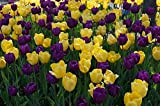 30 X Tulipa Purple & Yellow Mix - Tulipani Viola e Giallo Misti - Alta Qualità (30)