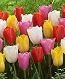 30 X Tulipani Classici Misti - Tulipani Trionfo Misti - Bulbi Di Alta Qualità