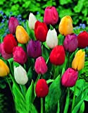 30 X Tulipani Misti - Bulbi Di Alta Qualità (30)