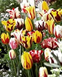 30 X Tulipani Rembrandt Misti - Tulipa Rembrandt Mix - Bulbi Alta Qualità (30)
