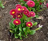 300 Bellis perennis Seeds - Red"Super Enorma" - English Daisy