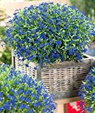 30000 Semi Di Lobelia/Lobelia blu Violette/Lobelia erinus