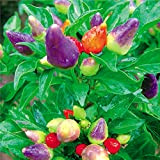 30pcs / bag semi ornamentali Hot pepe multicolori semi di ortaggi Prairie Fire commestibile crescere Flores bonsai Dentro la casa ...