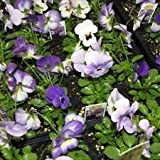30seeds / pack belle semi viola del pensiero della miscela di colore ondulate Viola Tricolor Sementi di fiori in vaso ...