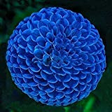 3Pezzi Bulbi blu unici della dalia della palla di fuoco Bellissimi bulbi da fiore Pianta perenne Tuberi della dalia