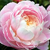 3Pezzi Bulbi di peonia Ciotola di peonie di bellezza Set di peonia rosa balletto per piantare