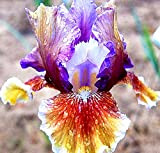 3x Iris Bulbi| Iris germanica|piante a radice nuda | iris perenne | perenni resistenti all'inverno