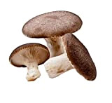 4 Pezzi Kit Coltivazione Funghi Pleurotus Eryngii Cardoncello Substrato Panetti Fungo della Murgia