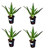 4 Piante Aloe Arborescens Etnea da nostro vivaio coltivazione bio biologica Vera Piantina Piccola in vaso 20 cm per esterno ...
