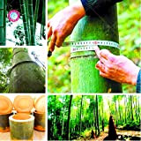 40pcs / bag semi cinese Moso gigante di bambù. Semi Phyllostachys heterocycla Pubescens-Giant Moso bambù per giardino domestico di DIY ...