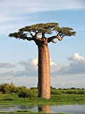 5 adansonia grandidieri Semi, baobab di Grandidier, Giant Baobab Seeds