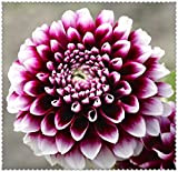 5×Bulbi di dalia,bulbi di zinnia,bulbi fiori per piantare giardini,ornamenti,Alto valore ornamentale