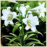 5 ×Bulbo fiore Lilium Piante bulbi Bulbi a fioritura estiva Giglio gigante/Forte crescita-Dea bianca