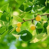 5 pezzi ginkgo biloba semi belle foglie di ginkgo che volano come farfalle albero ornamentale perenne giardinaggio decorativo è amato ...