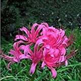 5 Pezzi Lampadine rosa Lycoris Radiata Odore Aromatico Cortile esterno Terrazza Crescita naturale Attraente Fermati e ammira un'efficiente piantagione all'aperto ...