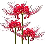 5 Pezzi Lycoris Lampadine Lycoris Radiata Bulbs Red Radiata Surprise Lilies Bulbi facili da piantare